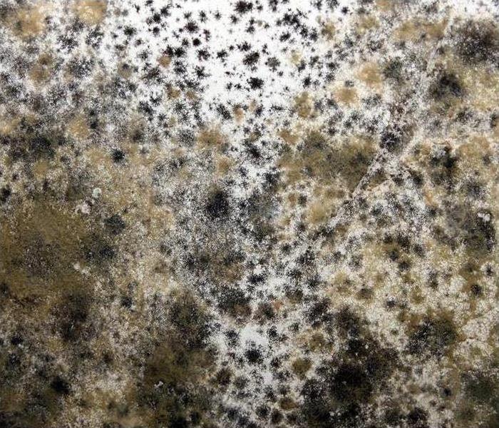 Example of mold 